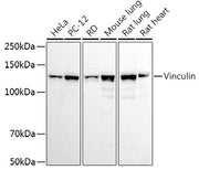 Vinculin Rabbit pAb