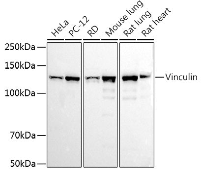 Vinculin Rabbit pAb