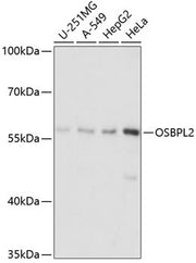 OSBPL2 Rabbit pAb