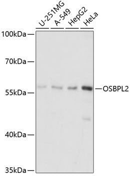 OSBPL2 Rabbit pAb