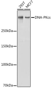 DNA-PKcs Rabbit pAb