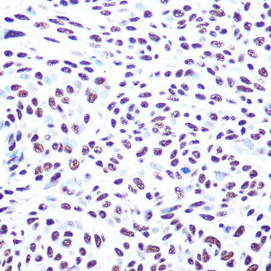 DNA-PKcs Rabbit pAb