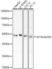 AT1R/AGTR1 Rabbit pAb