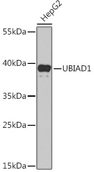 UBIAD1 Rabbit pAb