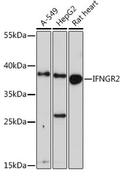 IFNGR2 Rabbit pAb