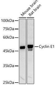 Cyclin E1 Rabbit pAb