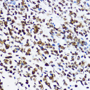 Acetyl-Histone H4-K12 Rabbit pAb