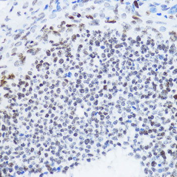 Acetyl-Histone H4-K12 Rabbit pAb