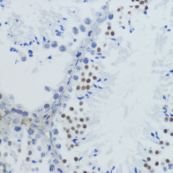 Acetyl-Histone H4-K12 Rabbit pAb