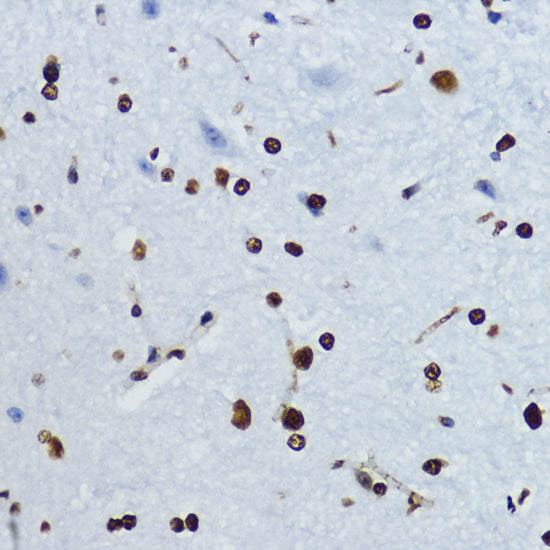 Acetyl-Histone H4-K12 Rabbit pAb