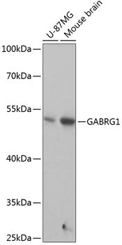 GABRG1 Rabbit pAb