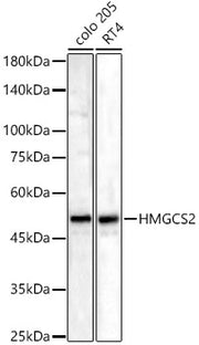 HMGCS2 Rabbit pAb