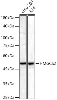 HMGCS2 Rabbit pAb