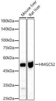 HMGCS2 Rabbit pAb