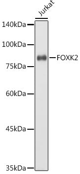 FOXK2 Rabbit pAb