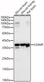 LSAMP Rabbit pAb