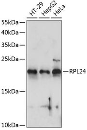 RPL24 Rabbit pAb