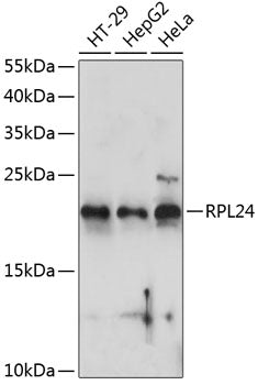RPL24 Rabbit pAb