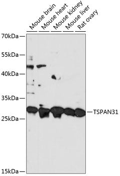 TSPAN31 Rabbit pAb