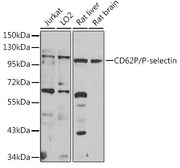 CD62P/P-selectin Rabbit pAb