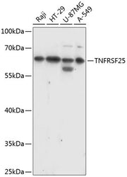 TNFRSF25 Rabbit pAb