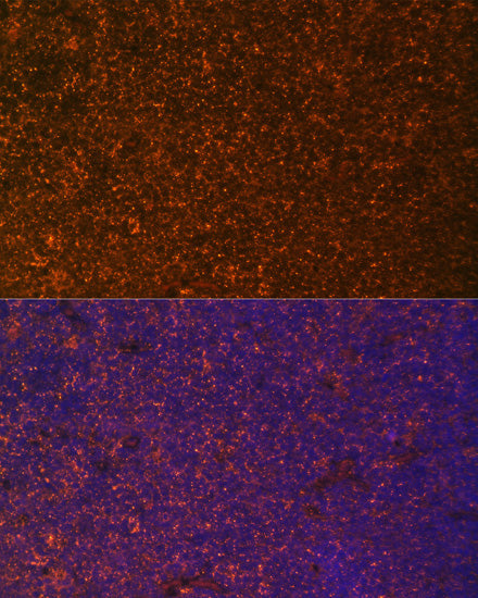 TNFRSF25 Rabbit pAb