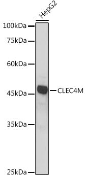 CLEC4M Rabbit pAb
