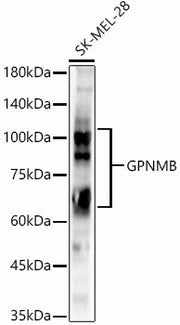 GPNMB Rabbit pAb