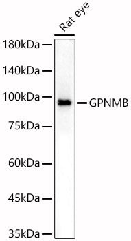 GPNMB Rabbit pAb
