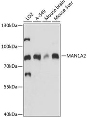 MAN1A2 Rabbit pAb