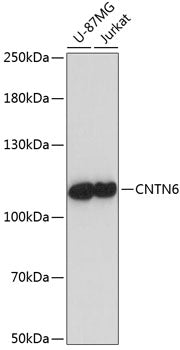 CNTN6 Rabbit pAb