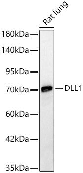 DLL1 Rabbit pAb