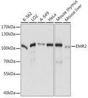 EMR2 Rabbit pAb
