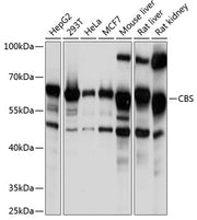 CBS Rabbit pAb