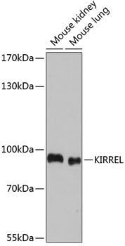 KIRREL Rabbit pAb