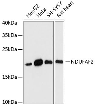 NDUFAF2 Rabbit pAb