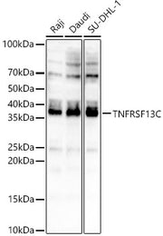 TNFRSF13C Rabbit pAb