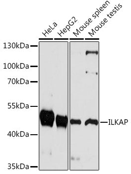 ILKAP Rabbit pAb