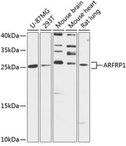 ARFRP1 Rabbit pAb