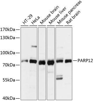 PARP12 Rabbit pAb