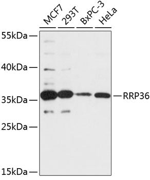 RRP36 Rabbit pAb