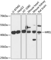 MRI1 Rabbit pAb