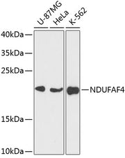 NDUFAF4 Rabbit pAb
