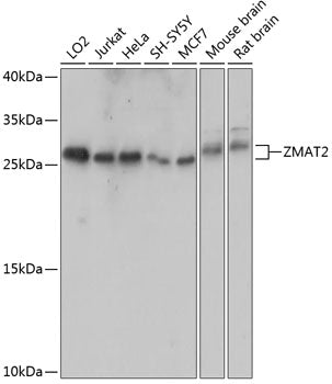ZMAT2 Rabbit pAb