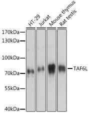 TAF6L Rabbit pAb