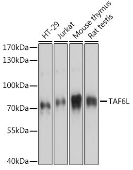 TAF6L Rabbit pAb