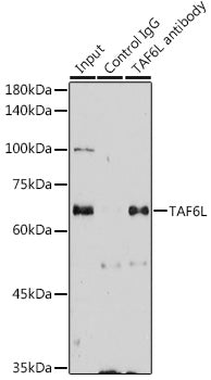 TAF6L Rabbit pAb