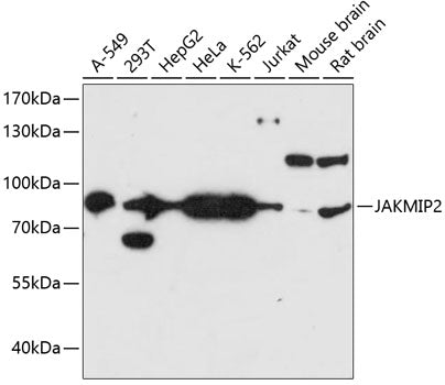 JAKMIP2 Rabbit pAb