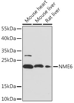 NME6 Rabbit pAb