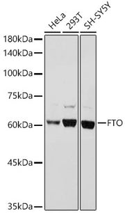 FTO Rabbit pAb